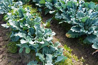 Field crop — broccoli